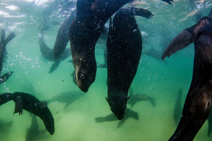 «Улыбающиеся» морские котики, при виде которых по коже бегут мурашки. Фото