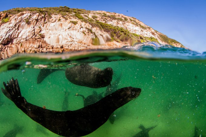 «Улыбающиеся» морские котики, при виде которых по коже бегут мурашки. Фото