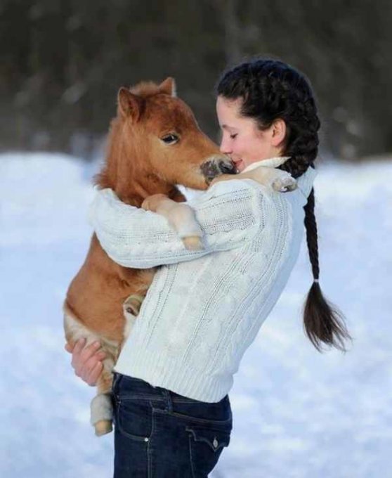 Забавные лошади, удивляющие своими крошечными размерами. Фото