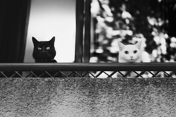 Черные и белые коты - идеальные композиции. Фото Черные и белые коты - идеальные композиции. Фото