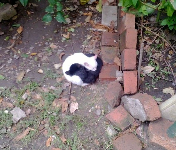 Черные и белые коты - идеальные композиции. Фото Черные и белые коты - идеальные композиции. Фото