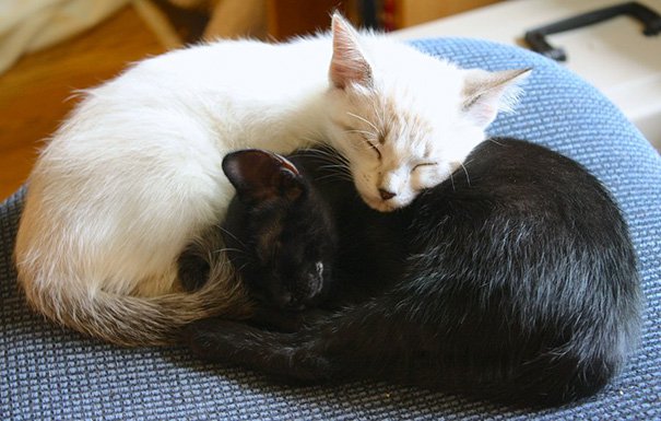 Черные и белые коты - идеальные композиции. Фото Черные и белые коты - идеальные композиции. Фото