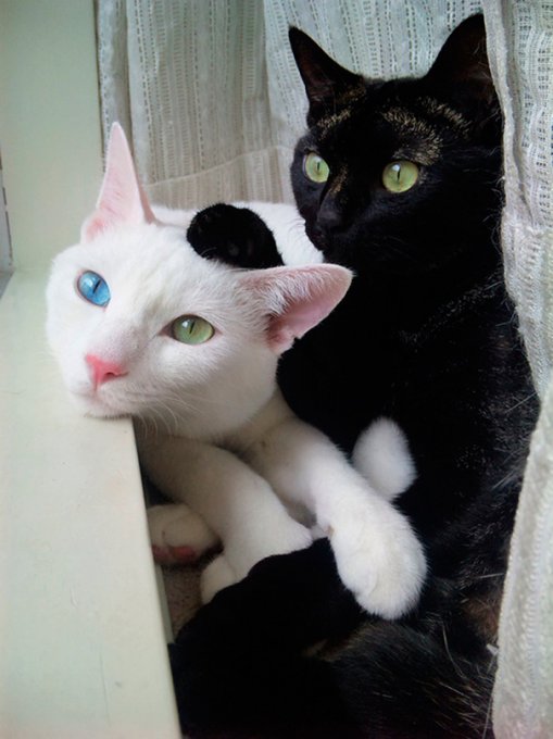 Черные и белые коты - идеальные композиции. Фото