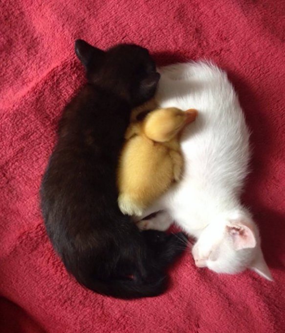 Черные и белые коты - идеальные композиции. Фото