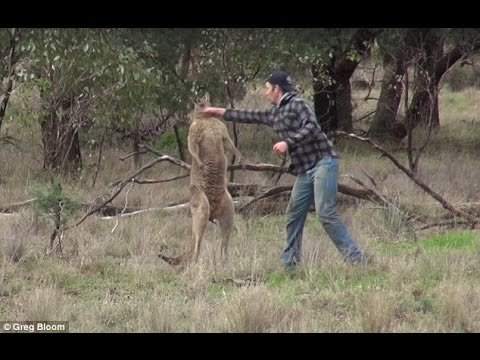 Человек победил кенгуру в боксерском поединке. Видео