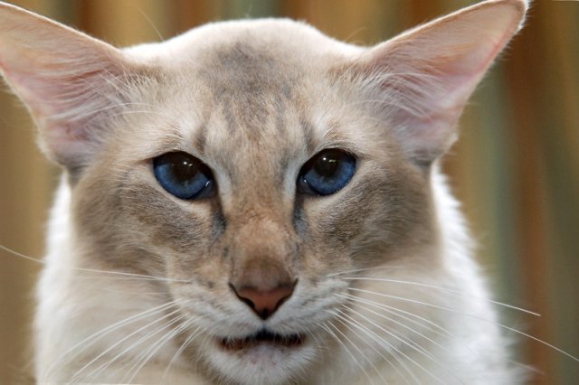 Семь пород кошек, которых стоит опасаться. Фото