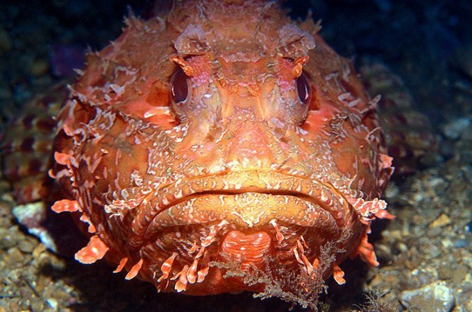 Самые опасные обитатели Азовского и Черного морей. Фото