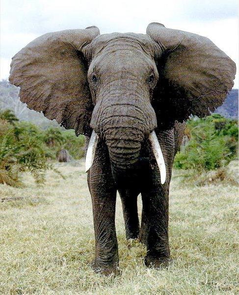 В Индии слон затоптал любителя селфи. Видео