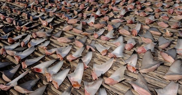 Жорстока контрабанда Індії: у злочинців вилучили 8 тонн акулячих плавців