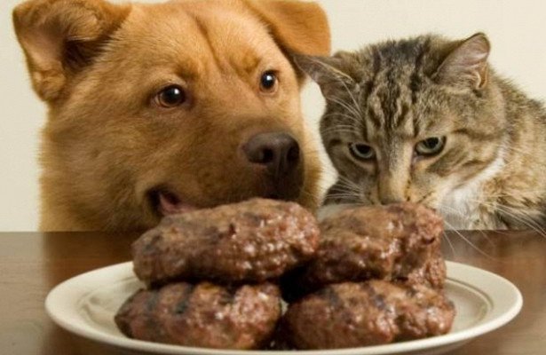 Американці вимагають заборони споживання м'яса котів і собак