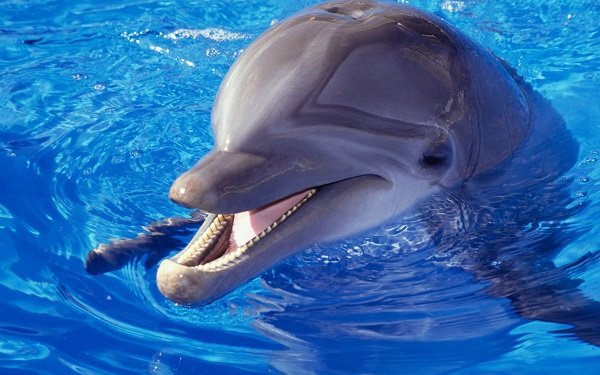 Жахлива недбалість: у Франції за рік померло понад 1000 дельфінів