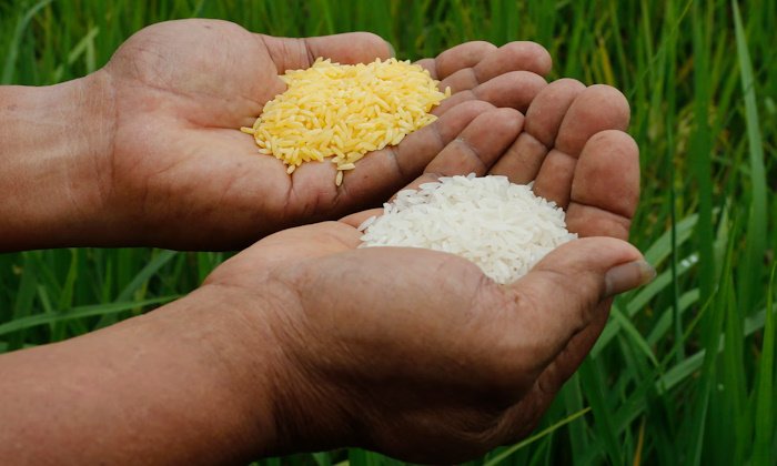 «Гринпис» блокирует посадку «спасительного» золотого риса