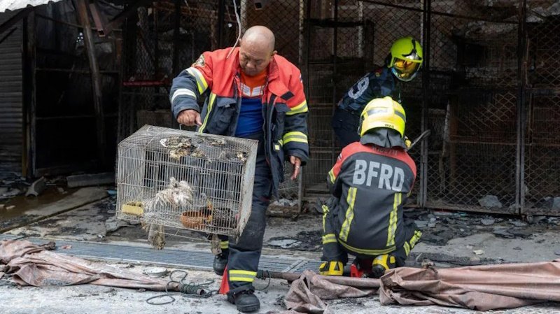Пожар на рынке Чатучак: Трагедия, унесшая жизни тысячи животных