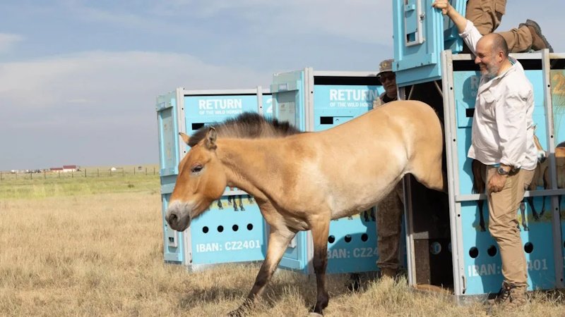 Дикие лошади возвращаются на казахские равнины спустя столетия
