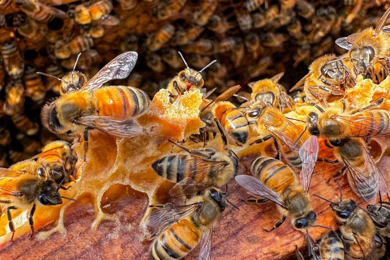 Канадская пчеловод отбилась от атаки «пчел-мародёров»