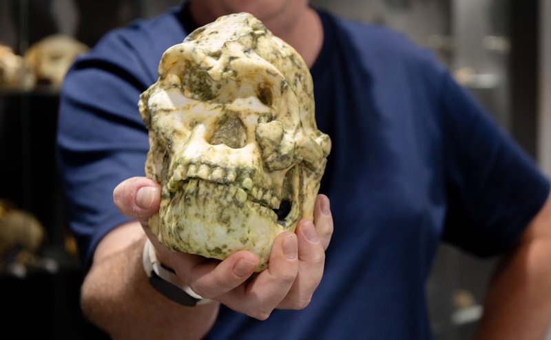 Литтлфут: уникальная находка, меняющая представления об эволюции