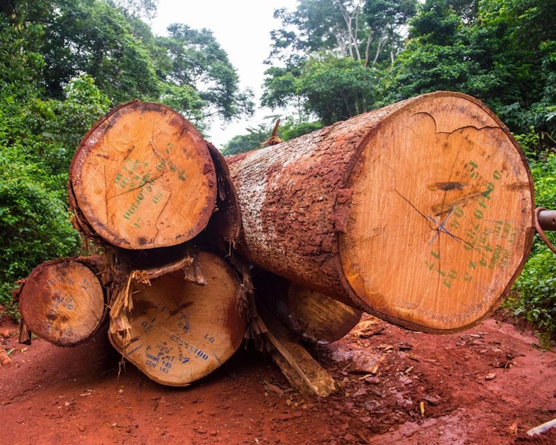 Африканские леса: от защитников климата к источникам углерода